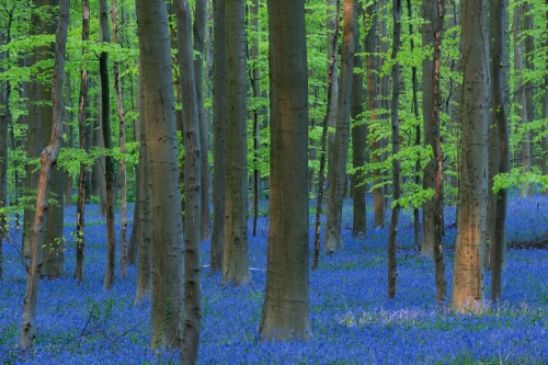 WALD-photography-Blue forest